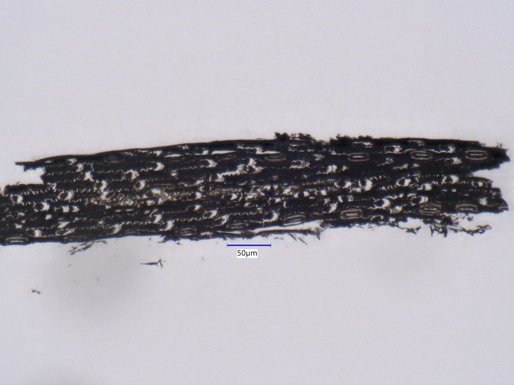 Charred Bull Grass