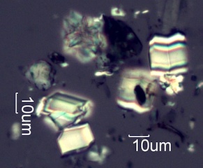 Calcium Oxalate Phytoliths