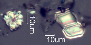 Calcium Oxalate Phytoliths