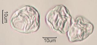 Heather (Calluna vulgaris) Pollen under the Microscope