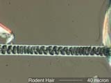 Rat Hair