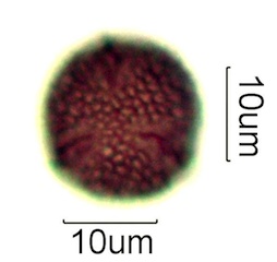 Australian Honey Pollen Under the Microscope