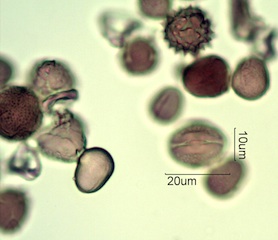 Australian Honey Pollen