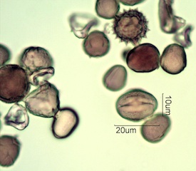 Australian Honey Pollen