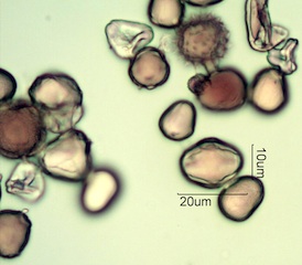 Australian Honey Pollen