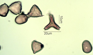 Australian Honey Pollen