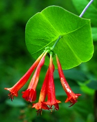 Orange Honeysuckle