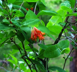 Orange Honeysuckle