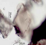 Hornblende