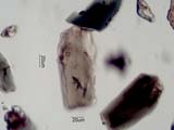 Hornblende