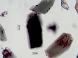 Hornblende