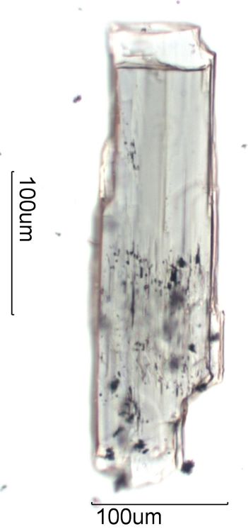 Hornblende