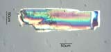 Hornblende