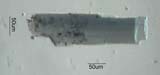 Hornblende
