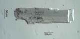 Hornblende