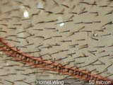 Fragment of a Hornet Wing