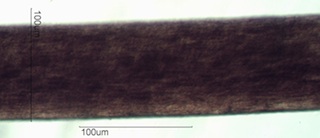 Horse Hair