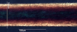 Horse Hair