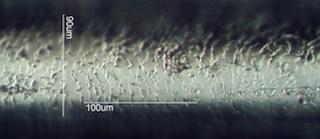 Horse Hair Scale Pattern