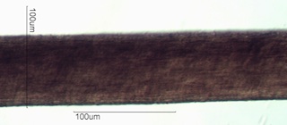 Horse Hair
