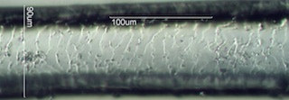 Horse Hair Scale Pattern
