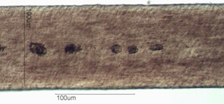Horse Hair