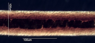 Horse Hair
