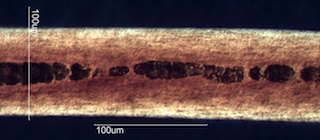 Horse Hair