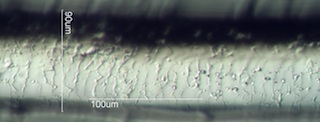 Horse Hair Scale Pattern