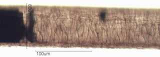 Horse Hair
