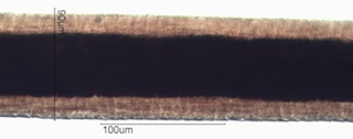 Horse Hair
