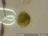 Pollen