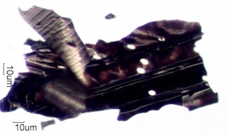 Charred Wood