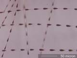 House Finch (Fringilidae) Under the Microscope