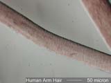 Arm Hair