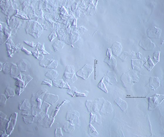 Human Skin Flakes