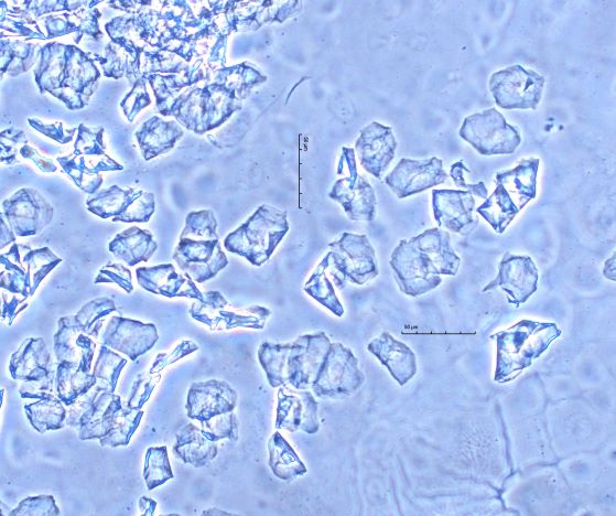 Human Skin Flakes