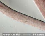 Human Arm Hair