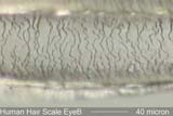 Eyebrow Hair Cast