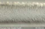 Eyebrow Hair Cast