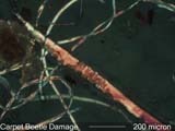 Human Hair Grazed by Carpet Beetles