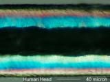 Human Hair