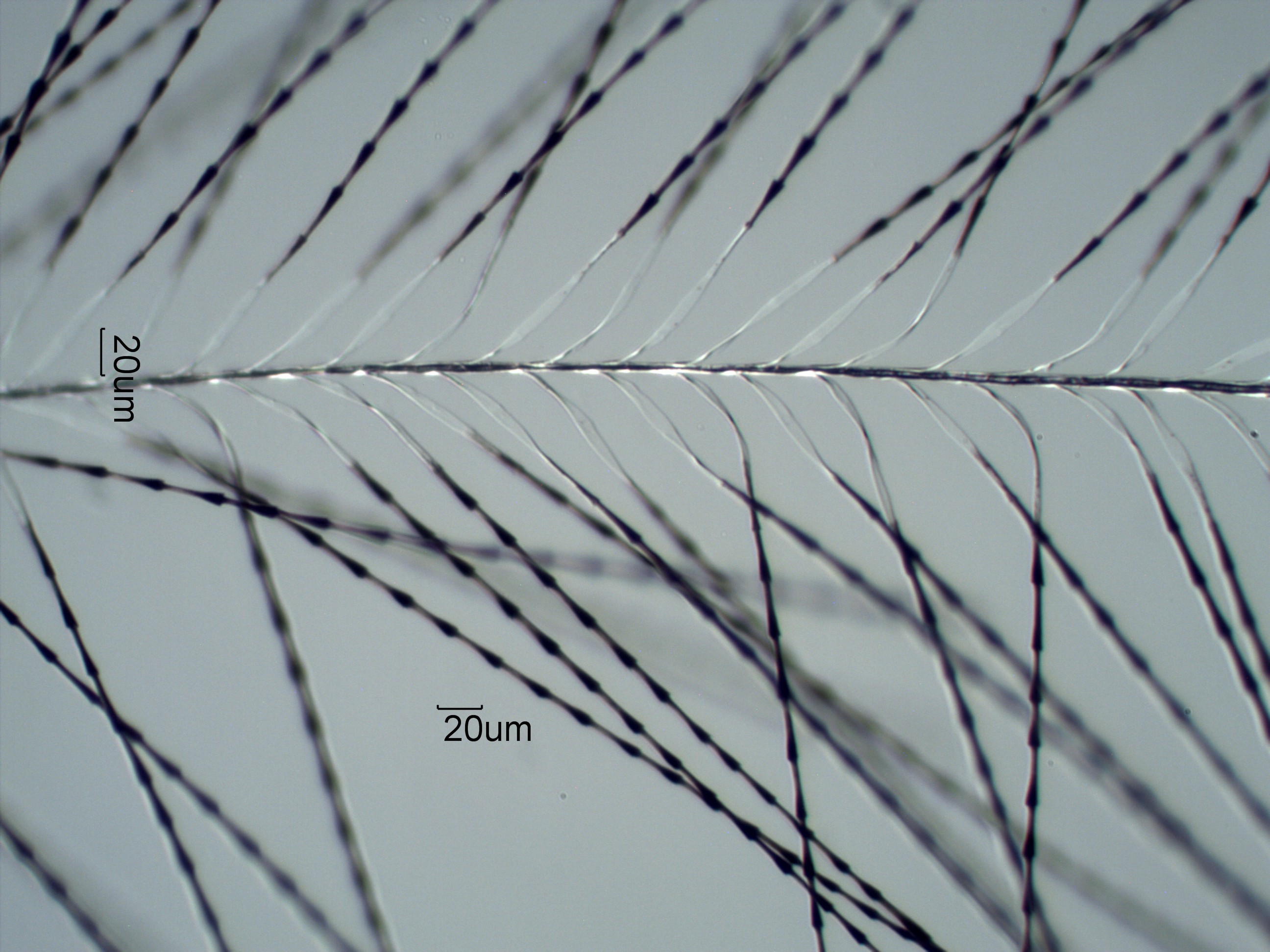 Hummingbird (Trochilidae) Under the Microscope