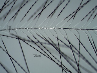 Anna's Hummingbird Down Feather Barbule