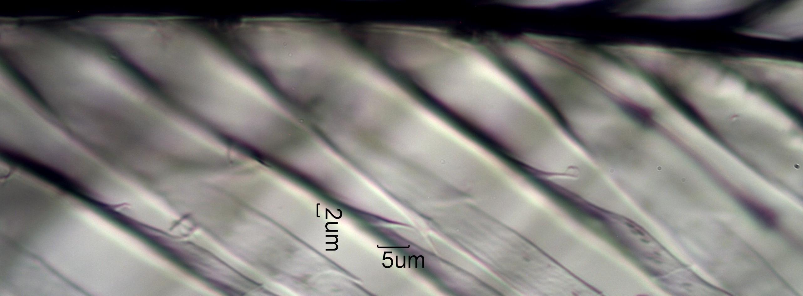 Hummingbird (Trochilidae) Under the Microscope