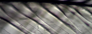 Anna's Hummingbird Feather Barbule Villi