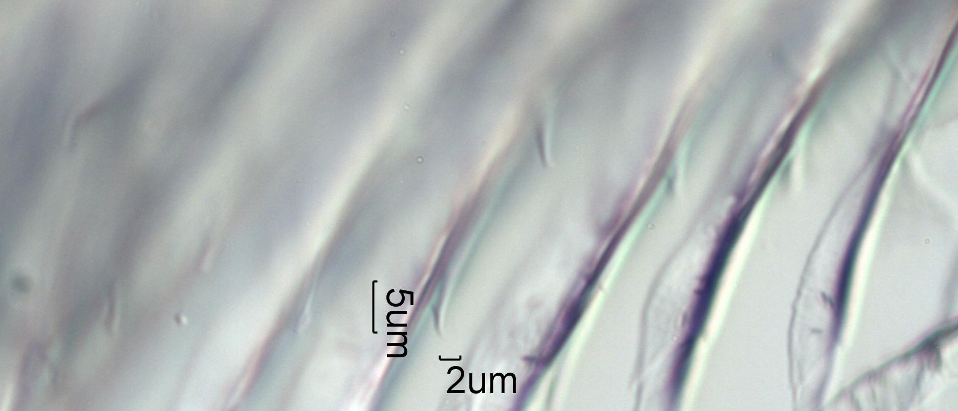 Hummingbird (Trochilidae) Under the Microscope
