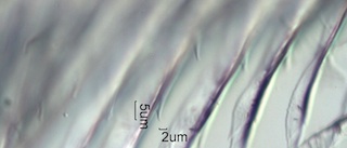 Anna's Hummingbird Feather Barbule Villi