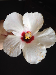 Hibiscus