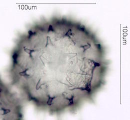 Hibiscus Pollen